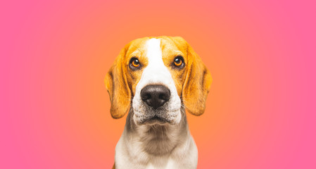 Close-up of Beagle dog, portrait, in front of pink background. Copy space
