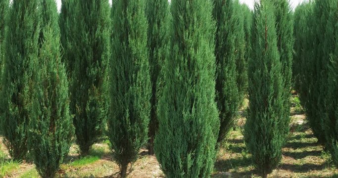 Closeup white cedar field in wind. Thuja occidentalis evergreen. 4k Ultra HD cinematic video
