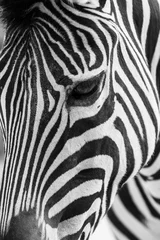 Afwasbaar Fotobehang Zebra Artistiek zwart-wit close-upportret van een zebra - benadrukt grafisch patroon.