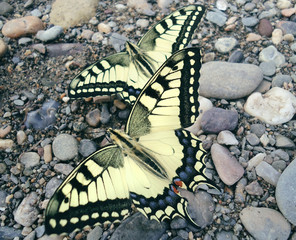 Machaon butterflies on stones closeup