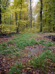 Im Herbstwald