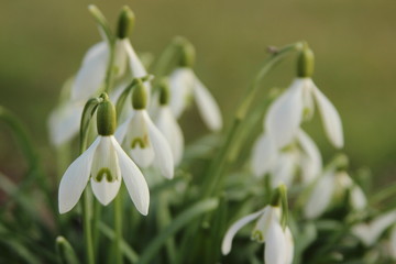 Schneegl&ouml;ckchen