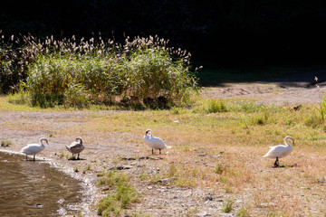 湖畔に降りた白鳥の群れ
