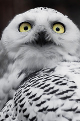 Surprised or astonished look. White polar owl , wild bird of prey.