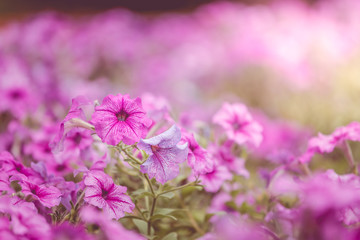 Flower petunia purple stripes with a place in the garden