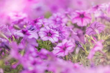 Flower petunia purple stripes with a place in the garden
