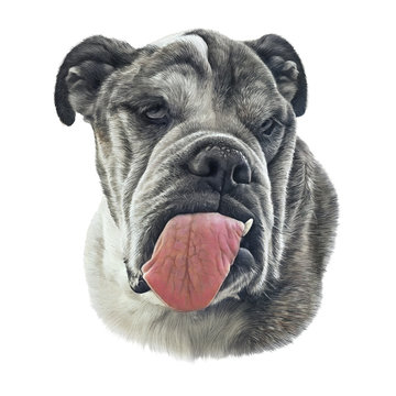 Realistic Portrait of Neapolitan Mastiff Dog isolated on white background. Animal Art collection: Dogs. Hand Painted Illustration of Pets. Design template. Good for print on t shirt, pillow, card