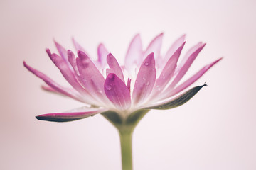 Obraz premium The appearance of a purple lotus flower is a beautiful