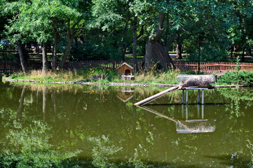 Fototapeta na wymiar A small house built into the lake and nesting place for ducks in the city garden, Sofia, Bulgaria 