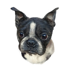 Illustration of Boston Terrier dog isolated on white background. Animal art collection: Dogs. Realistic Portrait - Hand Painted Illustration of Pets. Design template. Good for banner, T-shirt, card