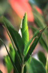 Zamioculcas zamiifolia - green house plant aka dollar tree.