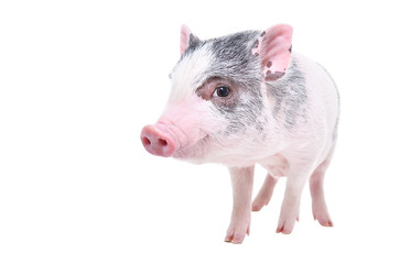 Funny little Vietnamese piggy standing isolated on white background