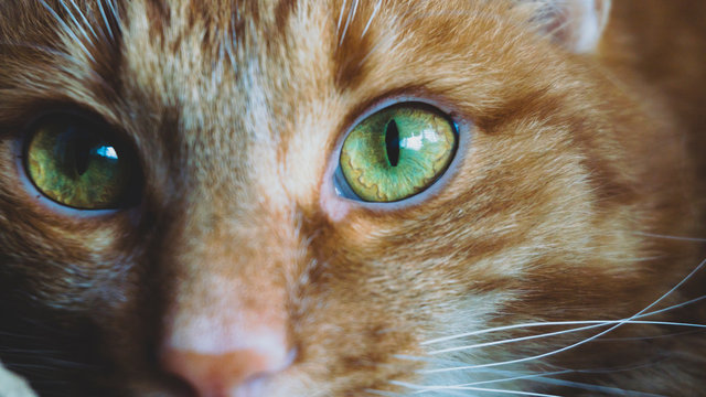 ginger cat eyes close-up