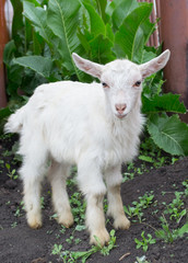 Obraz premium a thieving kid climbs over a fence to eat other people's horseradish leaves