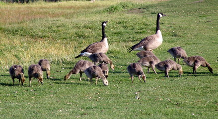 Ducks in the field with their young