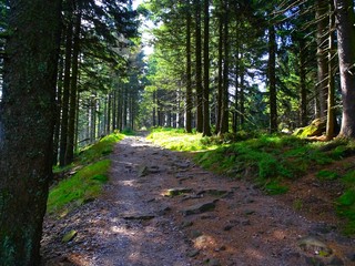 Europe, sentier de randonnée dans le massif vosgien