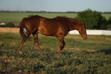 Obraz premium Shiny brown horse walk in a sunny meadow, side view