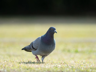 草原のカワラバト