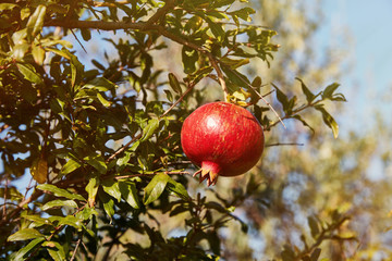 Pomegranate Garden