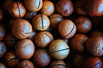 Many unpeeled sawn macadamia nuts. Close-up photo