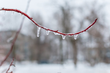 icicles on the branches. the cold snap after the rain