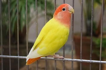 parrot in cage
