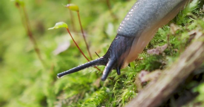 Macro footage with slug. Land slug, shell-less terrestrial gastropod mollusc in autumn forest.