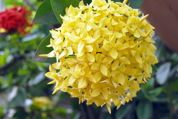 Yellow flower petals 