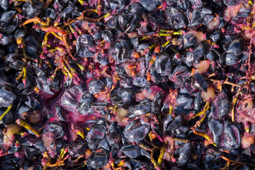 Wine material, grape juice - must, stum, maun. Technology of wine production in Moldova. The folk tradition of making wine. The ancient tradition of grape processing.