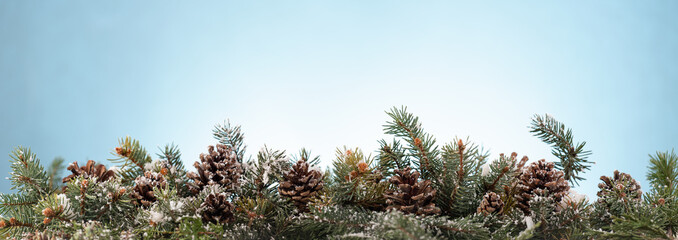 Fototapeta premium Panoramic image of fir branches and cones, blue background
