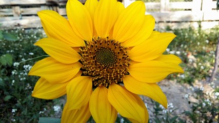 sunflower in the garden