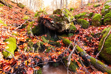 Stream running through the middle of a beech tree in Canseco, Leon Spain. The leaves cover the entire ground with its magnificent reddish color during the fall.