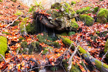 Stream running through the middle of a beech tree in Canseco, Leon Spain. The leaves cover the entire ground with its magnificent reddish color during the fall.