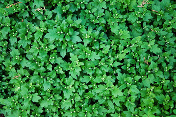 Fototapeta na wymiar Natural botanical background of green leaves and small buds