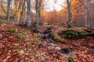 Stream running through the middle of a beech tree in Canseco, Leon Spain. The leaves cover the entire ground with its magnificent reddish color during the fall.