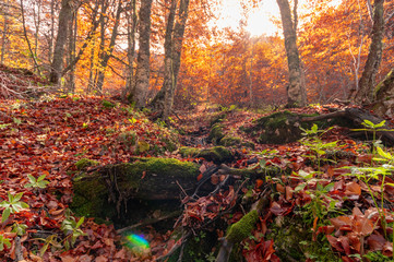 Stream running through the middle of a beech tree in Canseco, Leon Spain. The leaves cover the entire ground with its magnificent reddish color during the fall.