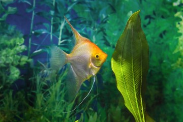 Koi angelfish, artificial aquatrade breed of Pterophyllum scalare cichlid, popular ornamental fish...