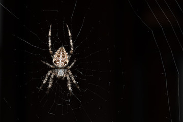 Cross spider close up top view