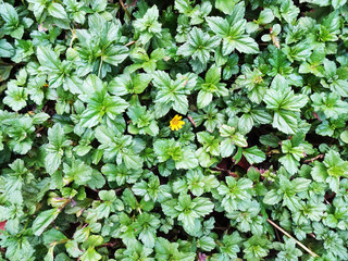 Green leaves on background and yellow flower