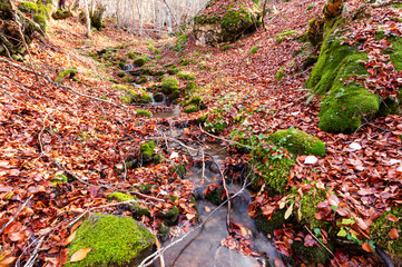 Fototapeta premium Stream running through the middle of a beech tree in Canseco, Leon Spain. The leaves cover the entire ground with its magnificent reddish color during the fall.