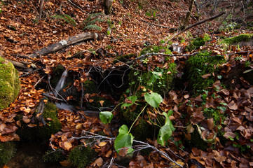 Stream running through the middle of a beech tree in Canseco, Leon Spain. The leaves cover the entire ground with its magnificent reddish color during the fall.
