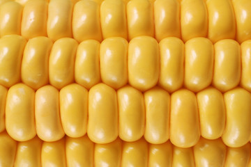 Corn on the cob or maize in close up