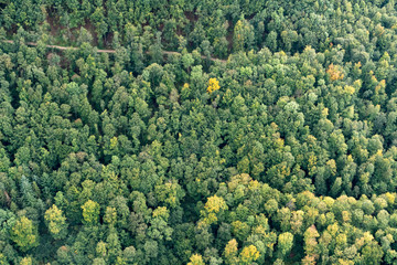 Hei&szlig;luftballonfahrt, B&auml;ume von oben.