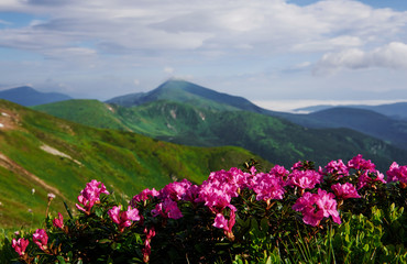 Sunlight on flowers and fields. Majestic Carpathian mountains. Beautiful landscape. Breathtaking view