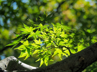 太陽の光に照らされて青々と輝く紅葉の葉