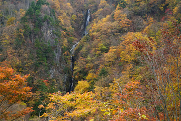 八滝の紅葉