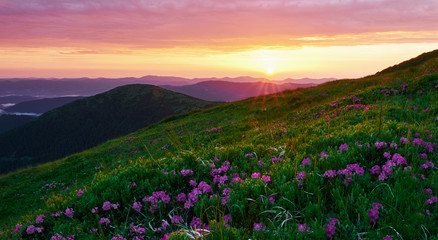Bloom period. Majestic Carpathian mountains. Beautiful landscape. Breathtaking view