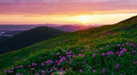 Fototapeta premium Bloom period. Majestic Carpathian mountains. Beautiful landscape. Breathtaking view