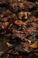 Toadstool mushroom with red hat closeup on the natural forest substrate background with fallen autumn leaves. Natural fall foliage on the ground in overcast day. Shallow depth, vertical image