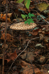 Toadstool mushroom Amanita closeup on the natural forest substrate background with fallen autumn leaves. Dense autumn forest, natural fall foliage on the ground. Shallow depth, selective focus